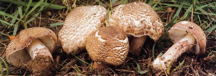 Kuzu göbeği mantarı sezonu açıldı