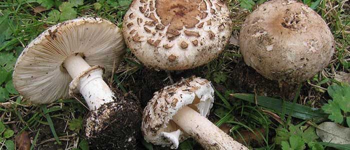 Kuzu göbeği mantarı sezonu açıldı