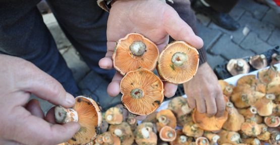 Kuzu göbeği mantarı sezonu açıldı