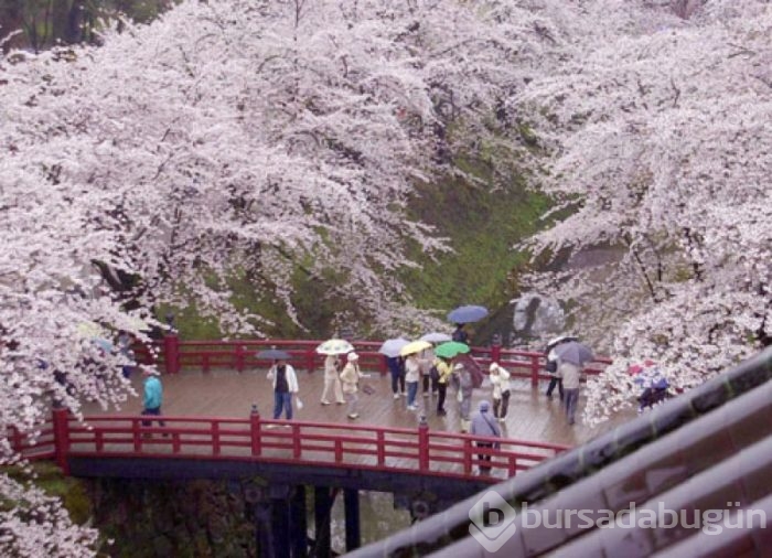 Japonya'da kiraz çiçeği zamanı