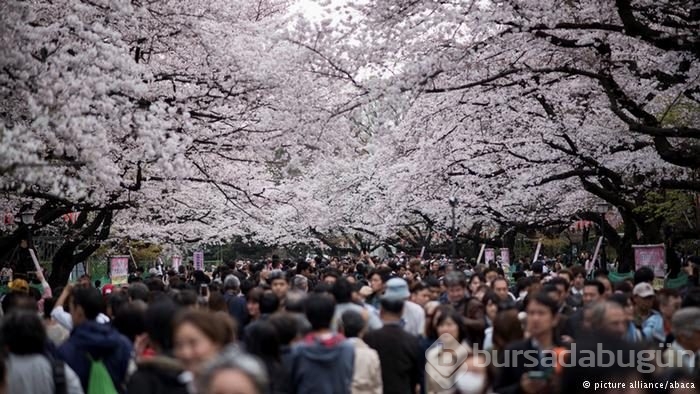 Japonya'da kiraz çiçeği zamanı
