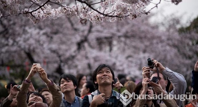 Japonya'da kiraz çiçeği zamanı
