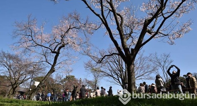 Japonya'da kiraz çiçeği zamanı