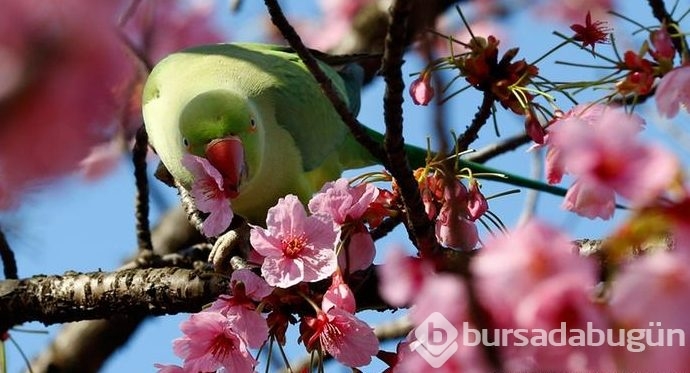 Japonya'da kiraz çiçeği zamanı