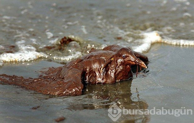 Çevre felaketinde BP'nin cezası kesildi
