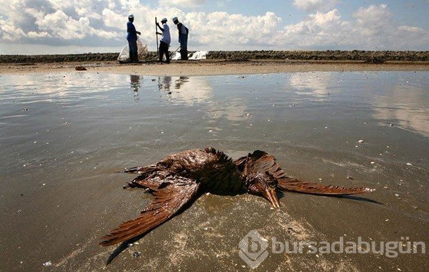 Çevre felaketinde BP'nin cezası kesildi

