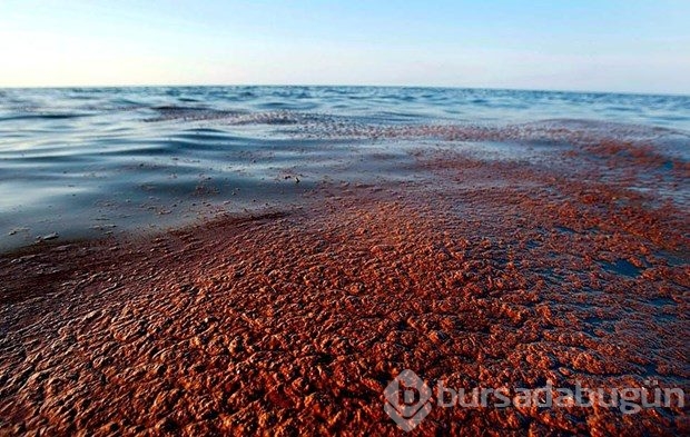 Çevre felaketinde BP'nin cezası kesildi
