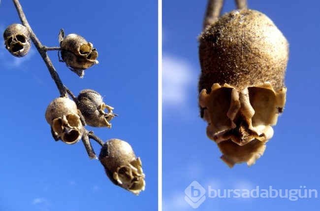 Bu çiçekler başka bir şeye benziyor
