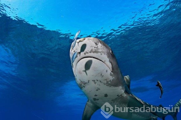 Muhteşem su altı fotoğrafları