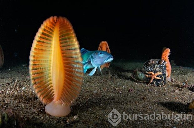 Muhteşem su altı fotoğrafları