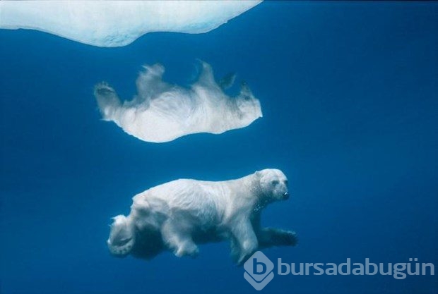 Muhteşem su altı fotoğrafları