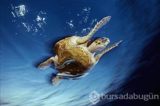 Muhteşem su altı fotoğrafları