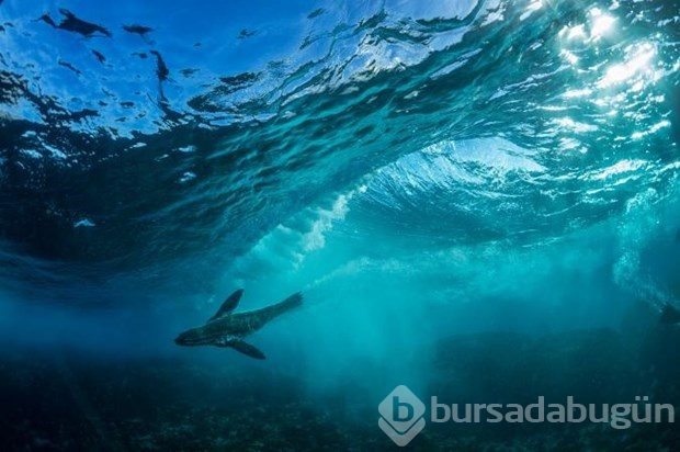 Muhteşem su altı fotoğrafları