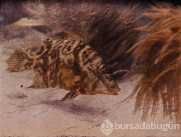Muhteşem su altı fotoğrafları