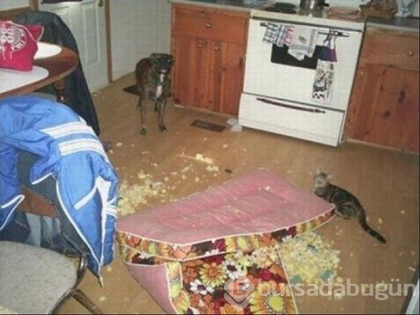 Evde yalnız kalınca...