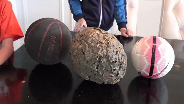 Arı kovanının içinden bakın ne çıktı
