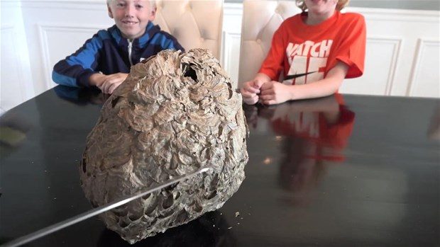 Arı kovanının içinden bakın ne çıktı
