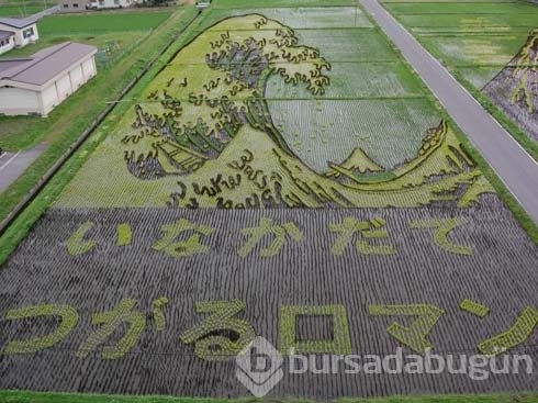 Pirinç tarlalarından yapılmış sanat
