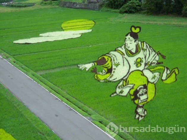 Pirinç tarlalarından yapılmış sanat
