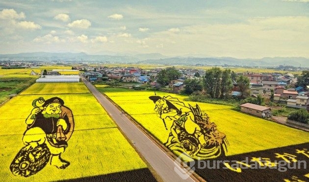 Pirinç tarlalarından yapılmış sanat
