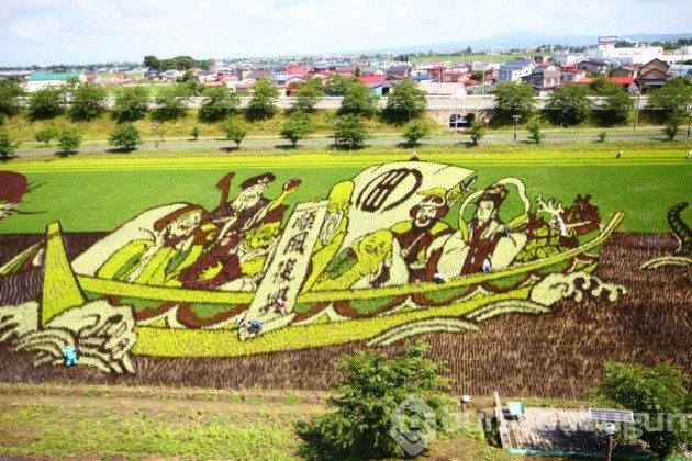 Pirinç tarlalarından yapılmış sanat
