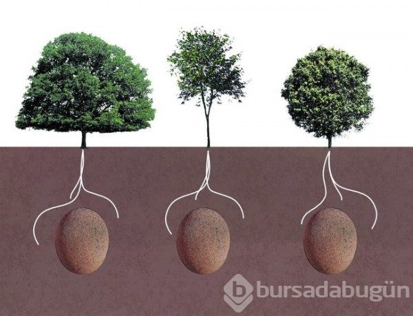 Bu çılgın projeyle öldükten sonra bir ağaç olarak dirilmek mümkün mü?