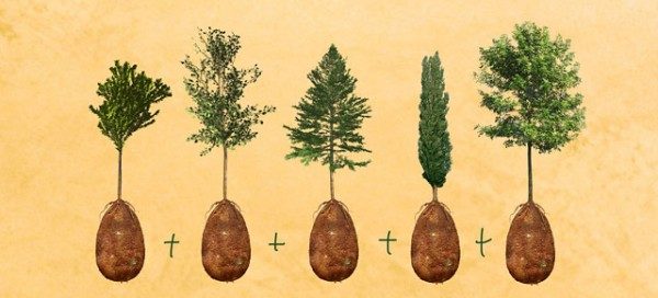 Bu çılgın projeyle öldükten sonra bir ağaç olarak dirilmek mümkün mü?