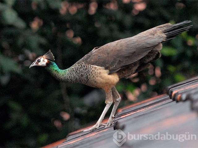 Dişilerin cinsel tacizden korunma yöntemleri
