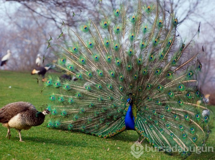 Dişilerin cinsel tacizden korunma yöntemleri