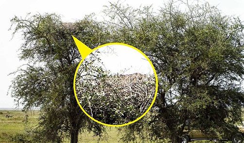 Onları görebiliyor musunuz?