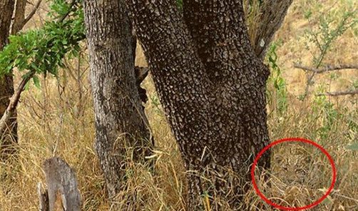 Onları görebiliyor musunuz?