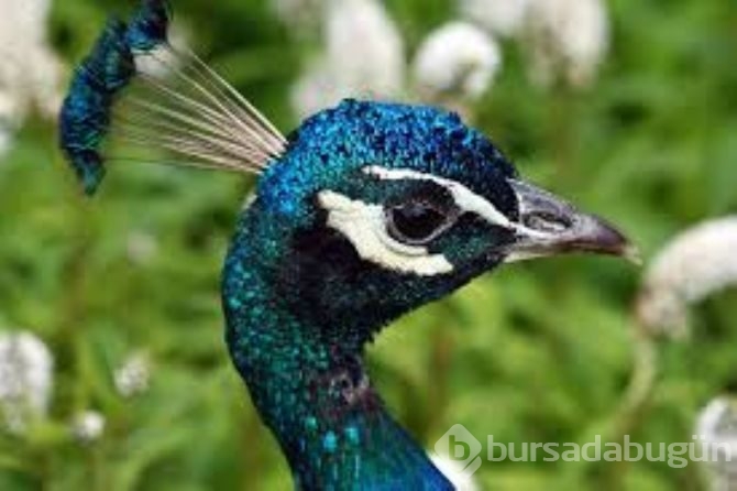 Tavus kuşunu uçarken gördünüz mü?
