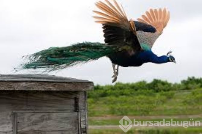 Tavus kuşunu uçarken gördünüz mü?
