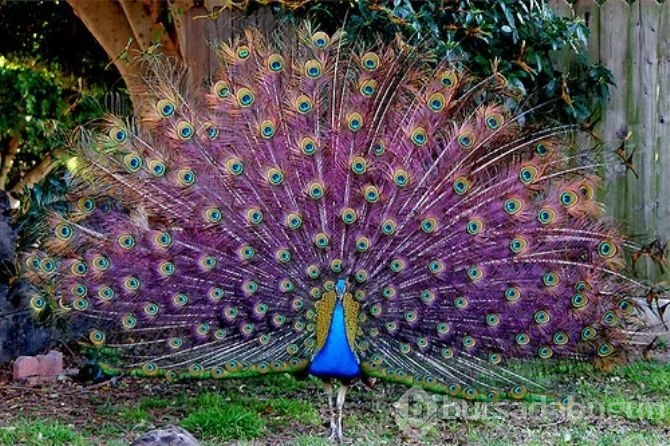 Tavus kuşunu uçarken gördünüz mü?
