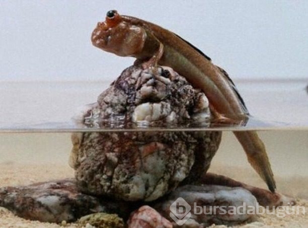 Ağaçta yaşayan balıklar!