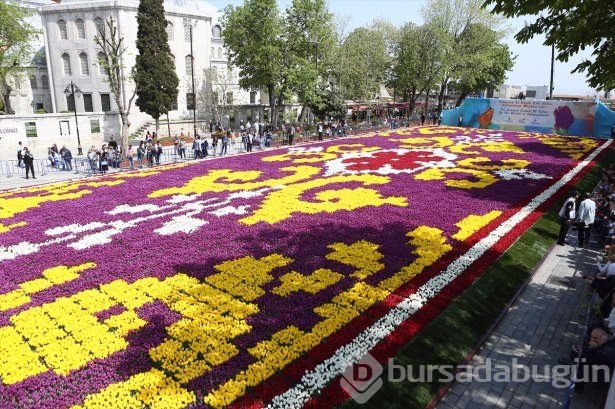 Dünyanın en büyük canlı 'lale halısı' büyüledi