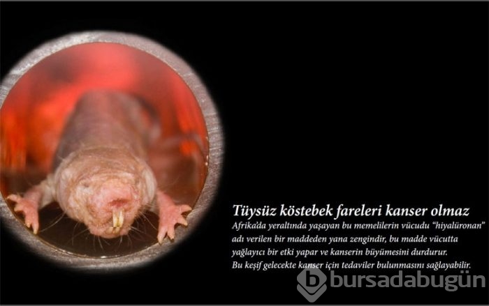 Kanser hakkında bilinmeyen 9 gerçek
