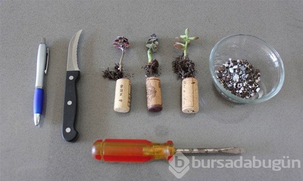 Mantarı kesti biçti sonuç herkesi şaşırttı
