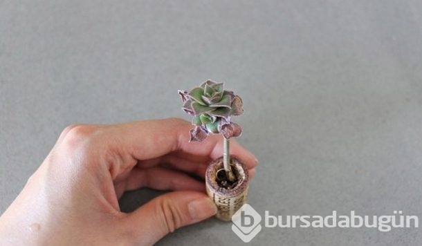 Mantarı kesti biçti sonuç herkesi şaşırttı