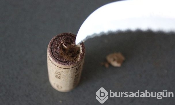 Mantarı kesti biçti sonuç herkesi şaşırttı