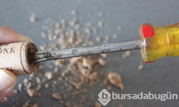 Mantarı kesti biçti sonuç herkesi şaşırttı