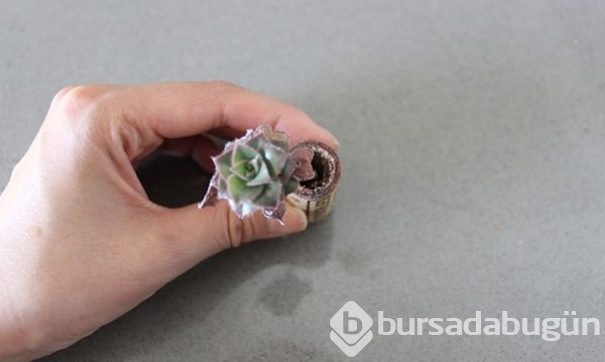 Mantarı kesti biçti sonuç herkesi şaşırttı