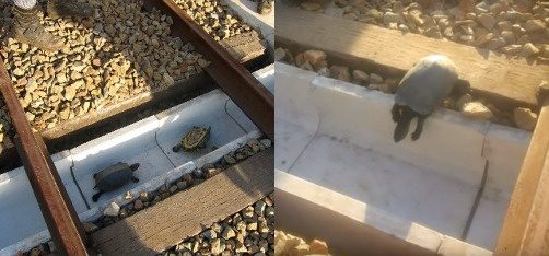 Japonlar tren hatlarını kaplumbağalara göre tasarladı