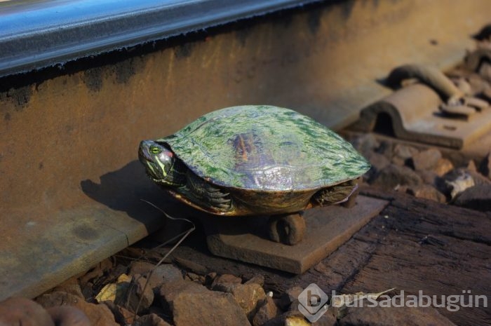Japonlar tren hatlarını kaplumbağalara göre tasarladı