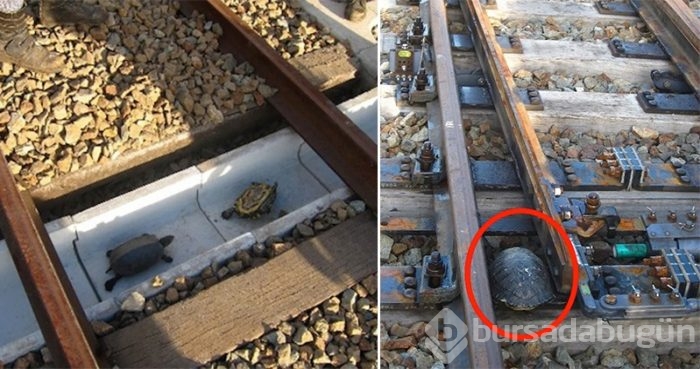 Japonlar tren hatlarını kaplumbağalara göre tasarladı