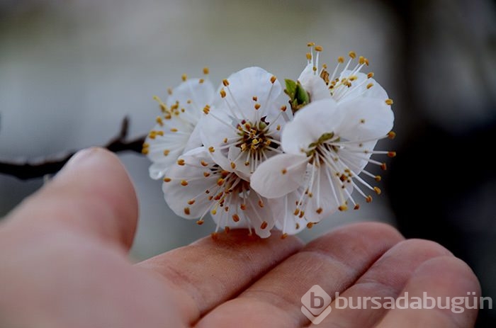 Kars'ta kayısı ağaçları çiçek açtı