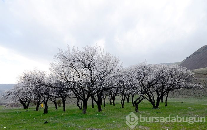 Kars'ta kayısı ağaçları çiçek açtı