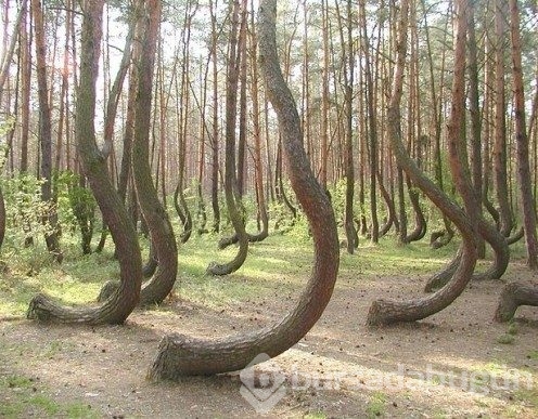Bu fotoğrafların hepsi gerçek
