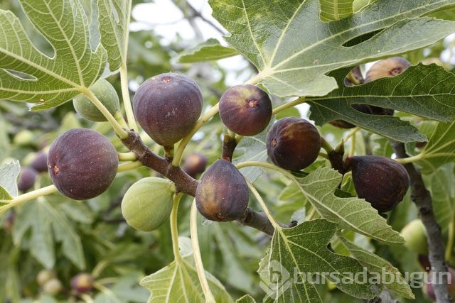 Meyvelerdeki şeker ve kalori miktarı
