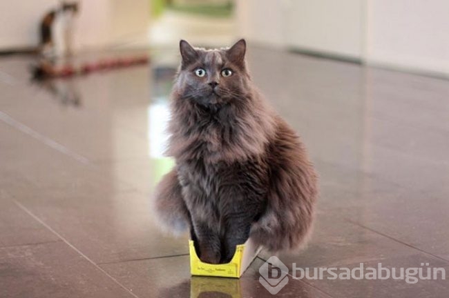 Kediler neden kutuların içine girmeyi sever?